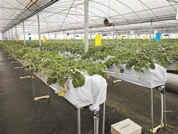 陽田農(nóng)科(kē)無土(tǔ)栽培科(kē)研大(dà)棚 陽田農(nóng)科(kē)無土(tǔ)栽培科(kē)研大(dà)棚