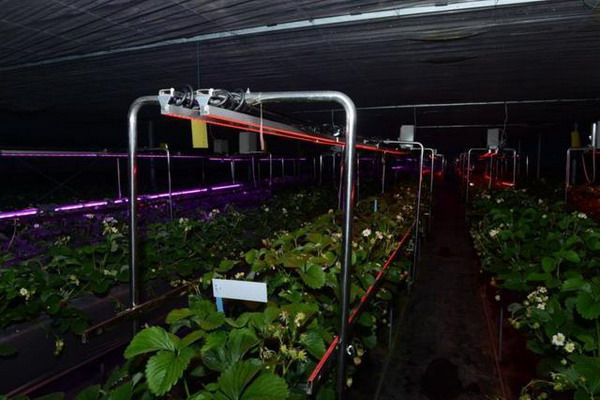 陽田農(nóng)科(kē)無土(tǔ)栽培科(kē)研大(dà)棚引進了(le)一(yī)種單向滲透膜技(jì)術(shù) 陽田農(nóng)科(kē)無土(tǔ)栽培科(kē)研大(dà)棚引進了(le)一(yī)種單向滲透膜技(jì)術(shù)